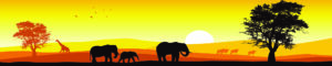 safari panoramic